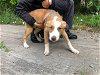 adoptable Dog in garland, TX named NUTMEG
