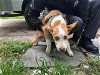 adoptable Dog in garland, TX named WEENIE