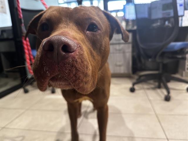 adoptable Dog in Garland, TX named KOBIE