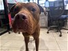 adoptable Dog in garland, TX named KOBIE