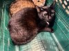 adoptable Cat in garland, TX named RINGO