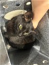 adoptable Cat in garland, TX named STELLA