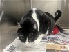 adoptable Cat in garland, TX named SYLVESTER