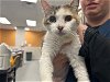 adoptable Cat in garland, TX named DR. CUDDLES