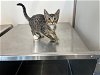 adoptable Cat in garland, TX named WHIPPED CREAM