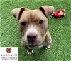 adoptable Dog in garland, TX named PUP