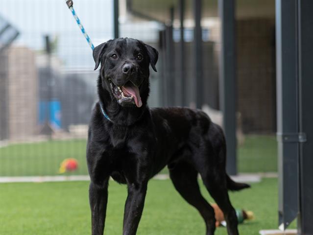 adoptable Dog in Garland, TX named ARES