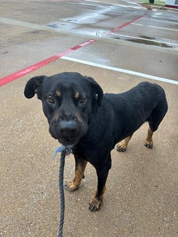 adoptable Dog in Garland, TX named AGENT MIDNIGHT*