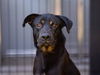 adoptable Dog in Garland, TX named AGENT MIDNIGHT*