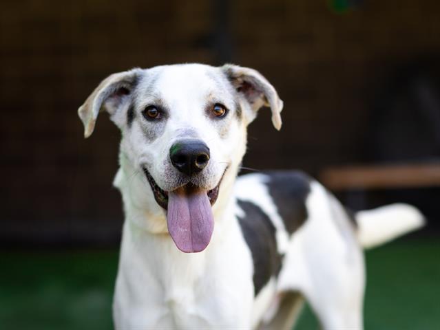 adoptable Dog in Garland, TX named MERLIN*