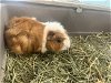 adoptable Guinea Pig in  named PUMPKIN