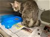 adoptable Cat in , TX named THISTLE