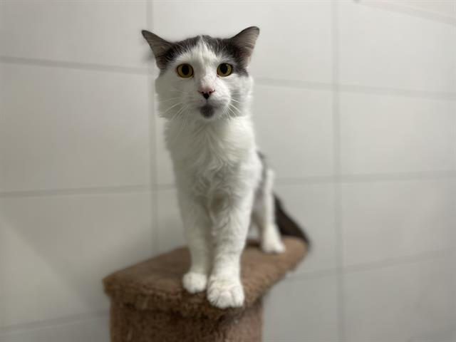 adoptable Cat in Garland, TX named TULA