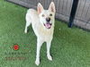 adoptable Dog in Garland, TX named LIGHTNING*