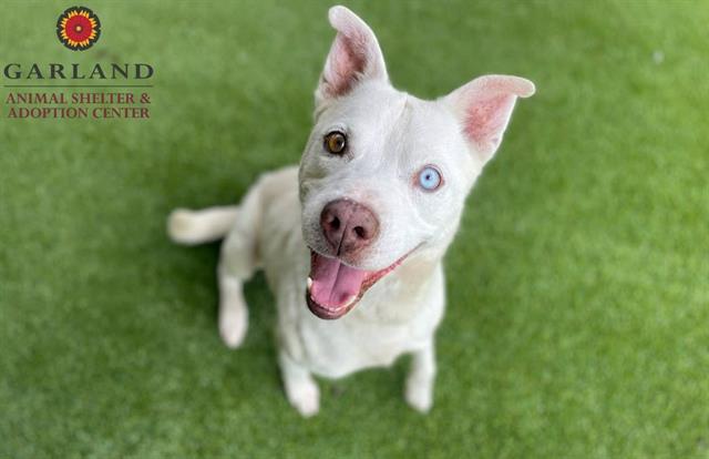 adoptable Dog in Garland, TX named BOLT*