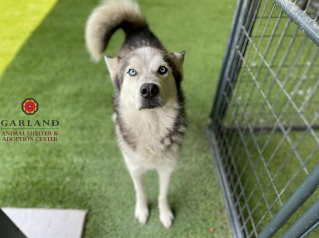 adoptable Dog in Garland, TX named ROMEO