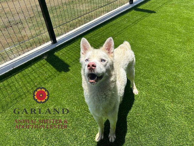 adoptable Dog in Garland, TX named SNOW*