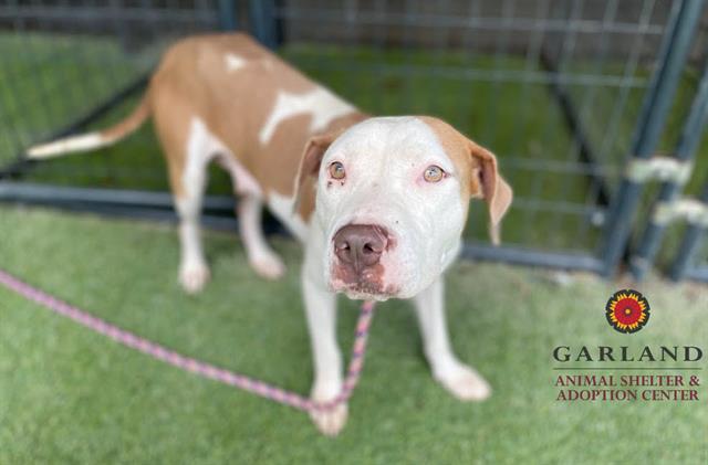 adoptable Dog in Garland, TX named MADONNA