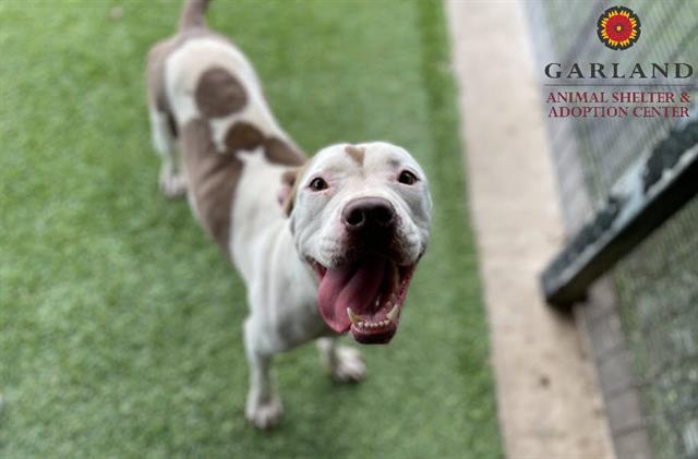 adoptable Dog in Garland, TX named WHITNEY