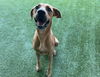 adoptable Dog in Garland, TX named BUDDY