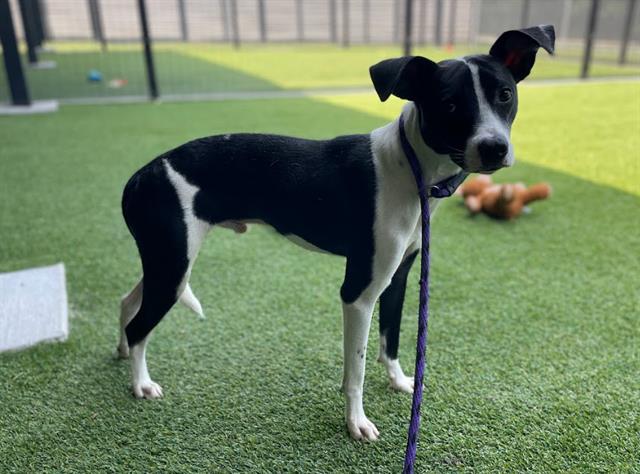 adoptable Dog in Garland, TX named WRIGGLEY