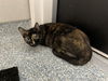 adoptable Cat in Garland, TX named GYPSY