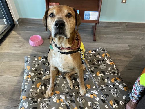 picture of the dog needing adoption