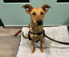 adoptable Dog in  named BIANCA