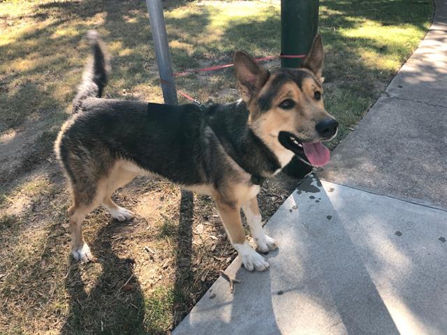 adoptable Dog in Garland, TX named COOPER