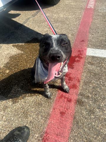 adoptable Dog in Garland, TX named DOBY*