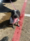 adoptable Dog in Garland, TX named DOBY*