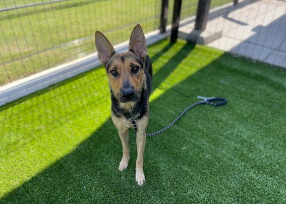 adoptable Dog in Garland, TX named ARIEL*