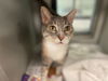 adoptable Cat in Garland, TX named LUA