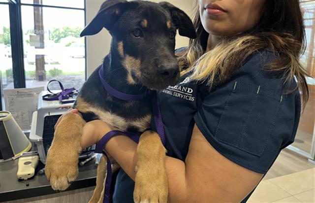 adoptable Dog in Garland, TX named LEONARDO