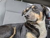 adoptable Dog in Garland, TX named TAMA*