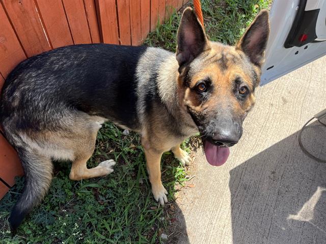 adoptable Dog in Garland, TX named ZORRO