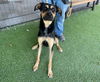 adoptable Dog in Garland, TX named SAMSON*