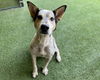 adoptable Dog in Garland, TX named HOKU