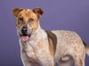 adoptable Dog in  named OTRO PERRO BONITO