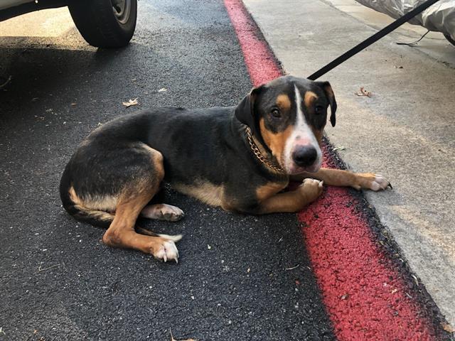 adoptable Dog in Garland, TX named CHANCE