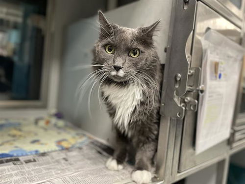 picture of the cat needing adoption