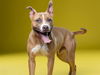 adoptable Dog in  named MAVERYK
