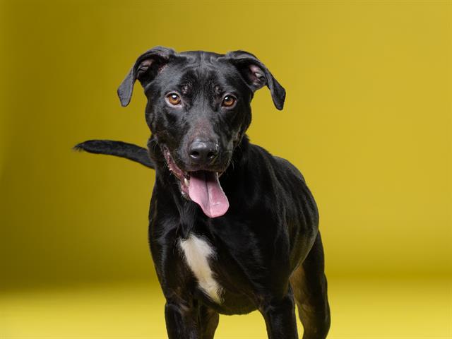 adoptable Dog in Garland, TX named DEEBABY