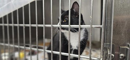 picture of the cat needing adoption