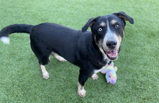 adoptable Dog in Garland, TX named SHAKE