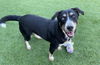 adoptable Dog in  named SHAKE