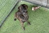 adoptable Dog in  named AXEL