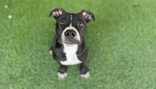 picture of the dog needing adoption