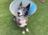 adoptable Dog in  named MARGE