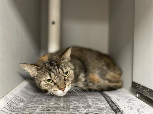 picture of the cat needing adoption
